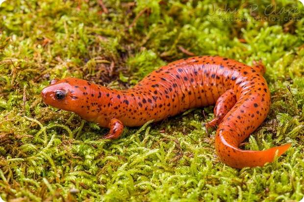 Ложный тритон (лат. Pseudotriton montanus diastictus)