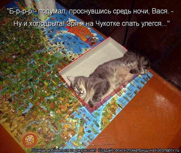 Лучшие котоматрицы недели (50 фото)