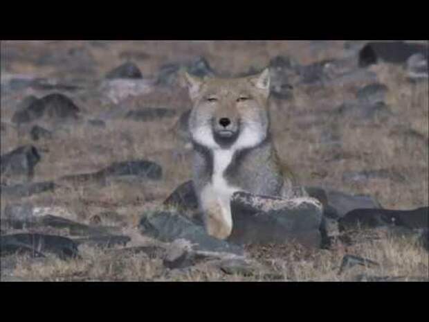 Тибетская лисица: Охота в стиле Кунг-Фу!