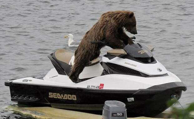 Ехали медведи на... водном мотоцикле
