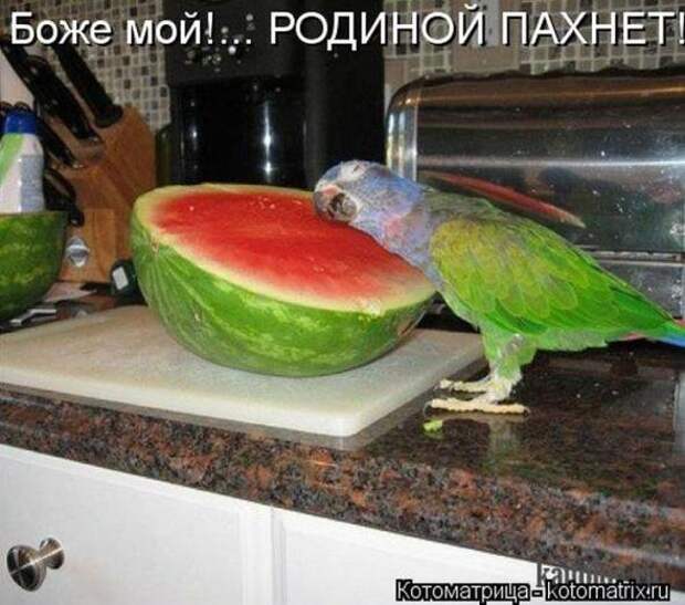 Котоматрицы (картинки с надписями)