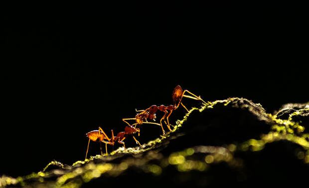 Борьба муравьев
