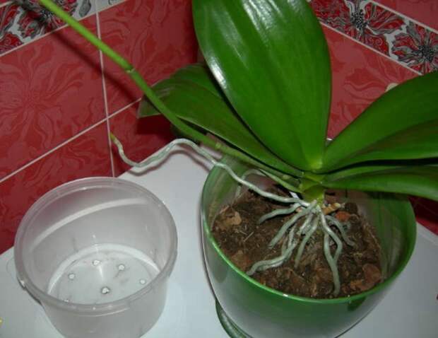 Как садить орхидею в горшок поэтапно фото