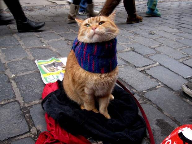 Bobthecat13 Рыжий кот Боб