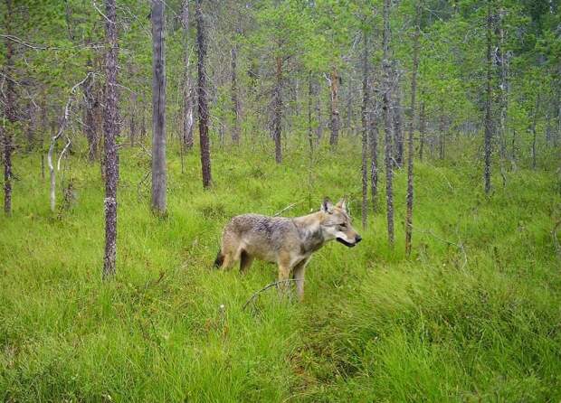 Серый волк (Canis lupus) в лесу в Карелии. Фото: Данила Панченко / Институт биологии КарНЦ РАН