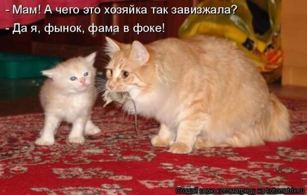 Просто котики коты, юмор