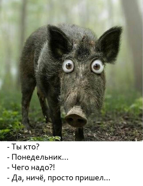 Понедельник: прикольные картинки Понедельник: прикольные картинки