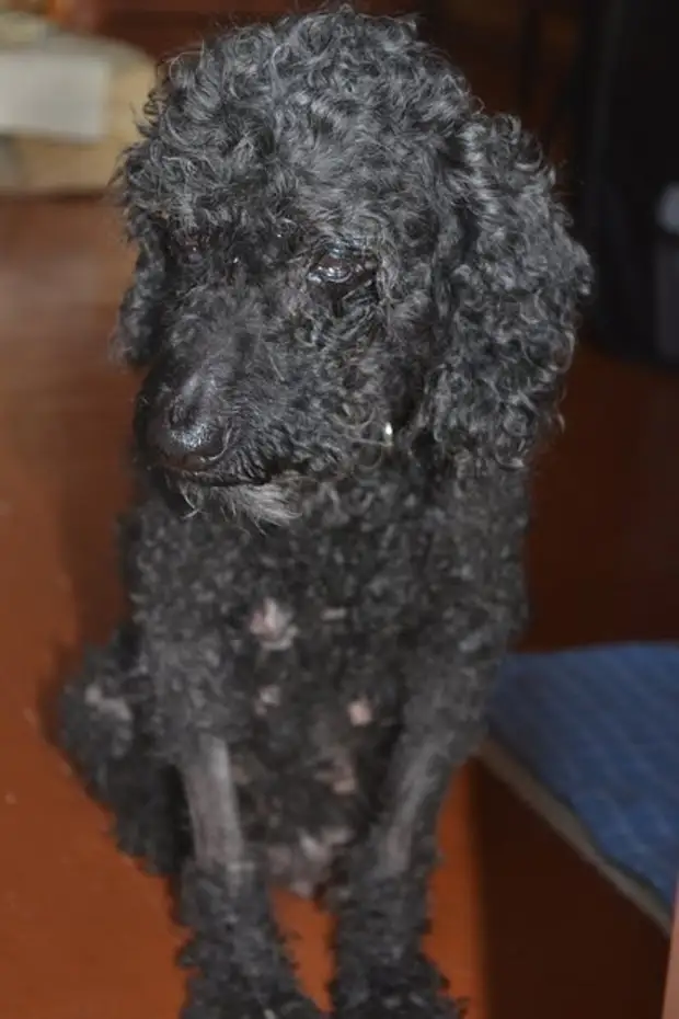 Пудель карликовый абрикосовый. Пудель карликовый серебристый. Пудель которого облили. Рыжий пудель. Дрессированные пудели.