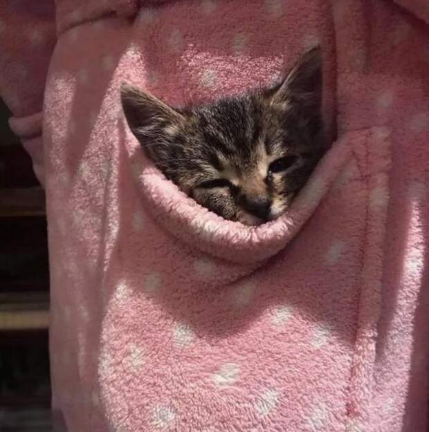 девушка помогла котенку котенок в кармане
