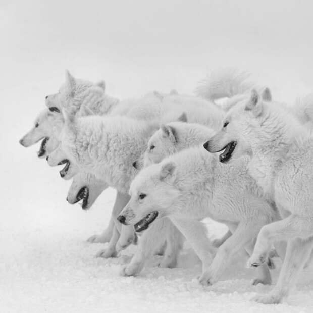 30 лучших фотографий природы с престижного конкурса Tokyo International Foto Awards