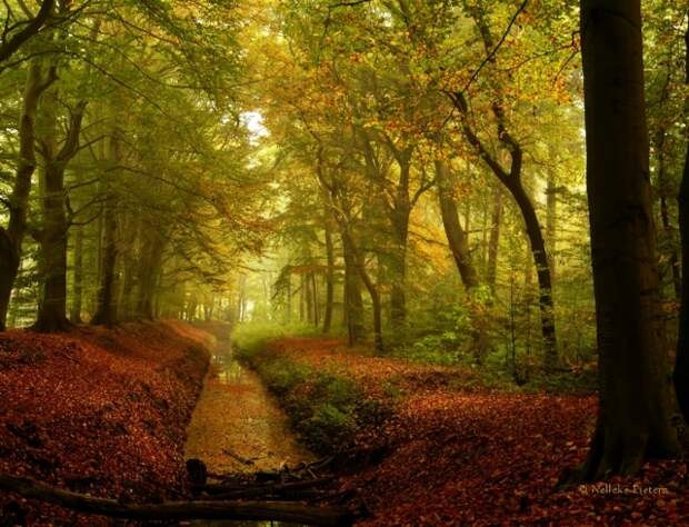 Осенние фотопейзажи Неллеке Питерс (Nelleke Pieters)