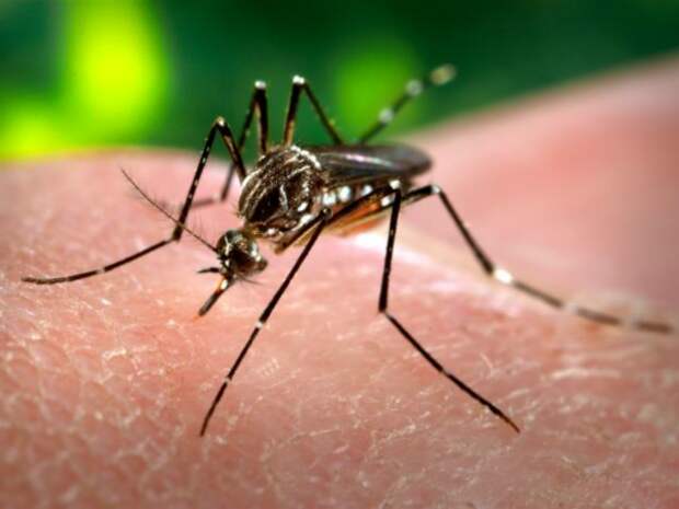 The Aedes aegypti mosquito (shown), which is not found in Japan, is dengue's principal vector.