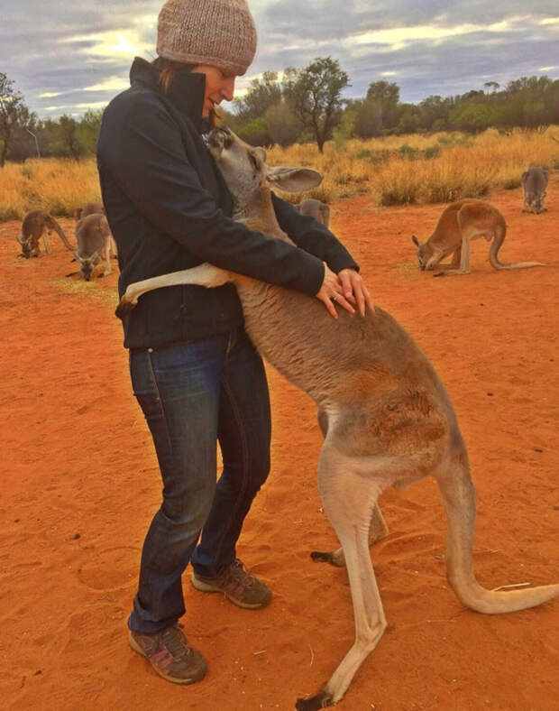Благодарная кенгурушка каждый день приходит пообниматься со своими спасителями австралия, животные, кенгуру, обнимашки