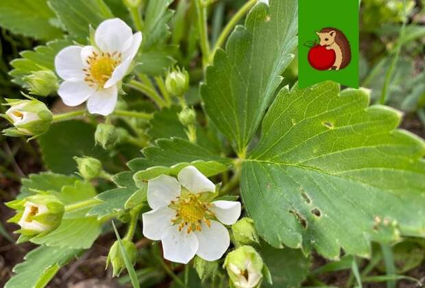 Чем подкормить клубнику в период ее цветения