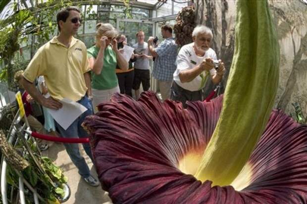 Самый большой в мире цветок распустился в Бельгии