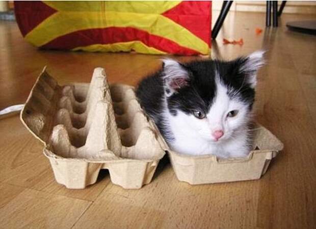 Еще бы матрасик - и цены бы этой лежаночке не было! животные, коты, смешно, фото