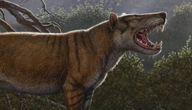 Открыт новый вид древних «кошек», которые были крупнее белых медведей
