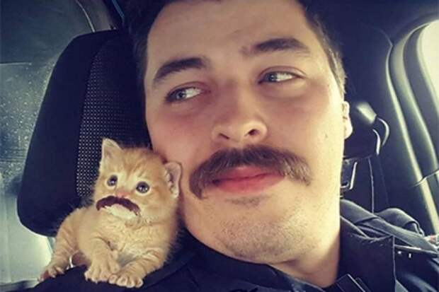 Он спас этого котенка, и теперь котёнок всегда с ним! Добрые дела, добро, милиция, полицейские, стереотип