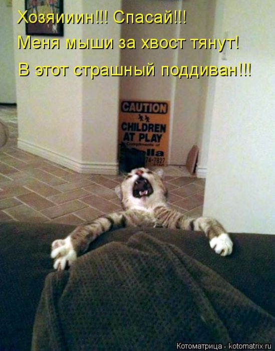 Лучшие котоматрицы недели (50 фото)