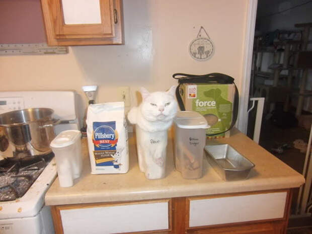 забавная кошачья логика 