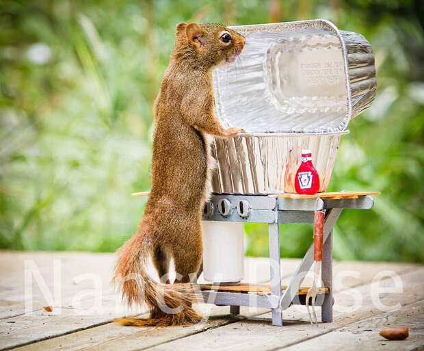 squirrels01 squirrels01 Забавные белочки Нэнси Роуз
