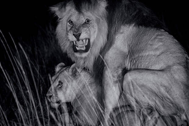 Пикантный момент. В будущем на место льва-отца могут прийти другие самцы, и тогда они убьют чужих детенышей
