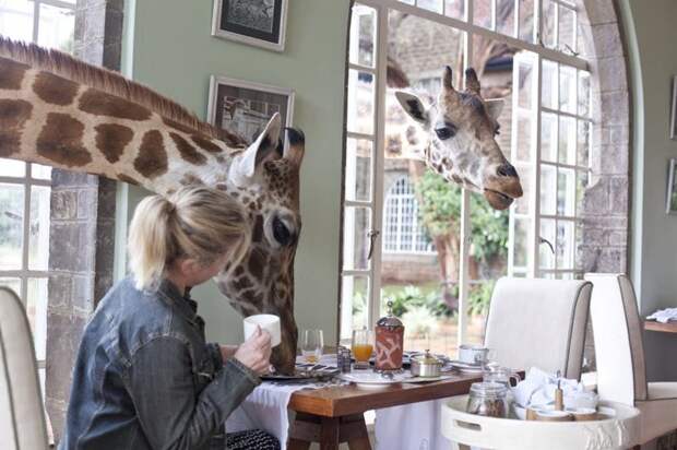 10. Giraffe Manor, Найроби, Кения Отель, гостиница, мир, номер, отдых, путешествие, фото