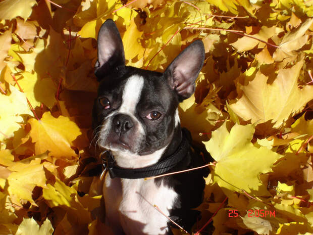16 cамых забавных осенних фотографий собачек dogsnfall06 16 cамых забавных осенних фотографий собачек