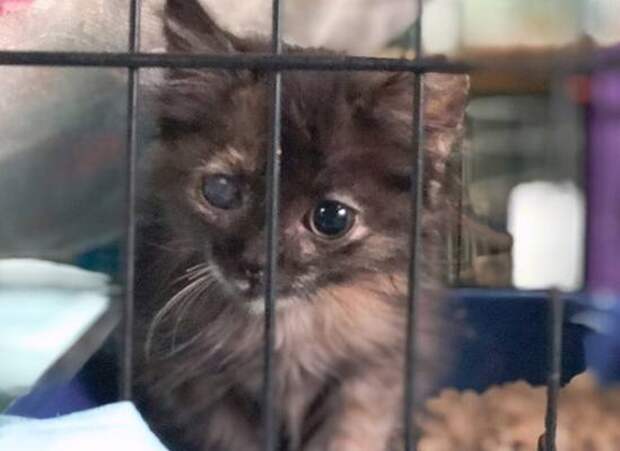 Юные пензенцы попросили волонтеров спасти больного котенка