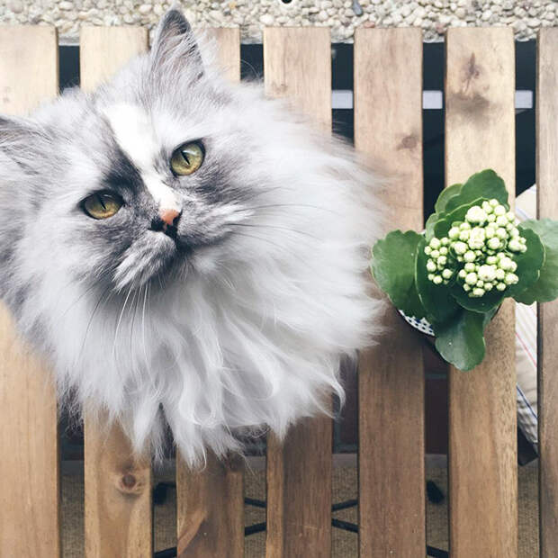 Алиса, персидская кошка с мраморным мехом. Порода, животные, котики