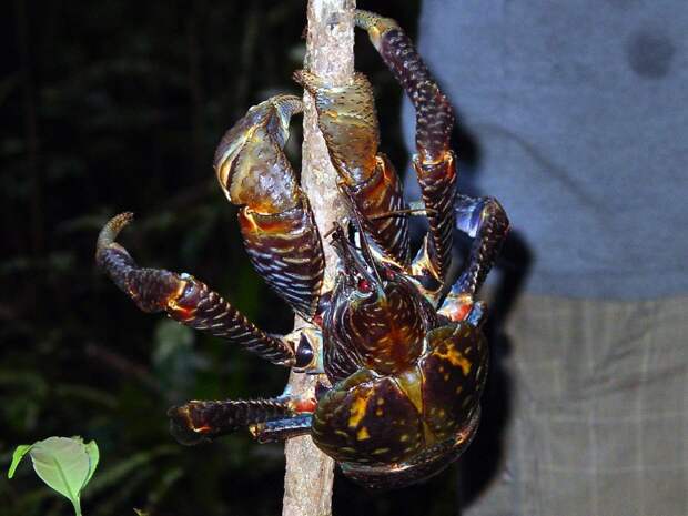Coconutcrab26 Самый крупный представитель членистоногих, кокосовый краб!