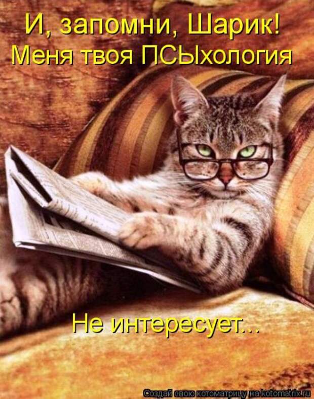 Лучшие котоматрицы недели (50 фото)