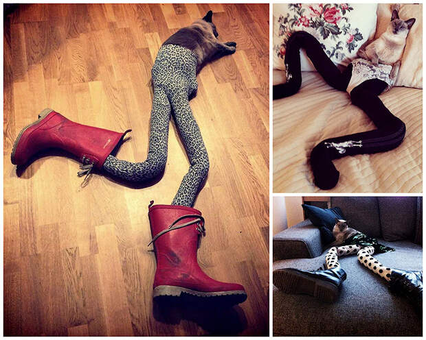 TEMP5 Мем: Кошка в колготках