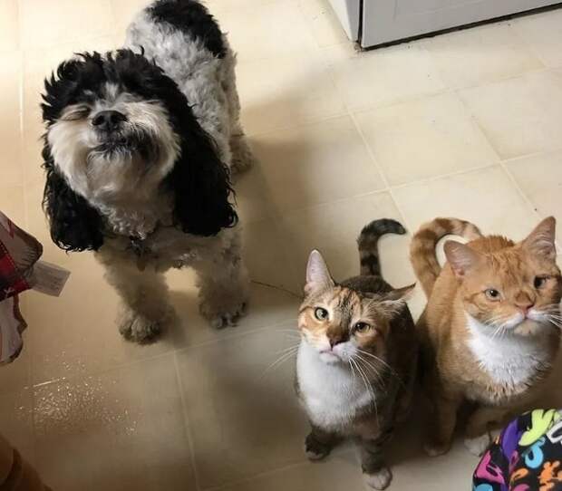 Коты с собакой Собака и коты