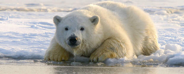 Белые медведи могут исчезнуть до 2100 года, - ученые