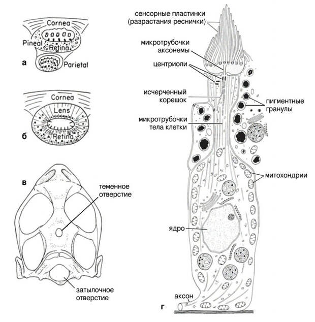 Строение теменных глаз