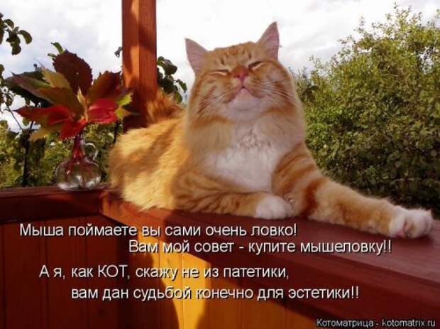 Свежая котоматрица на Бугаге (37 фото)