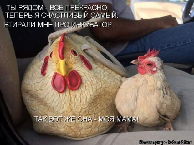 Лучшие котоматрицы недели (50 фото)