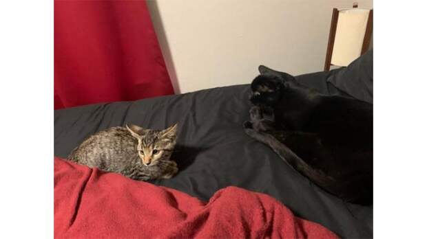Котенок