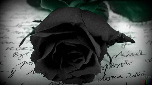 Одинокая чёрная роза