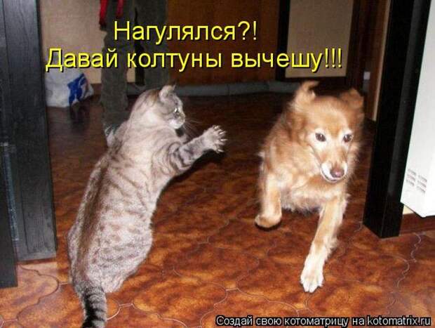 Лучшие котоматрицы недели (50 фото)