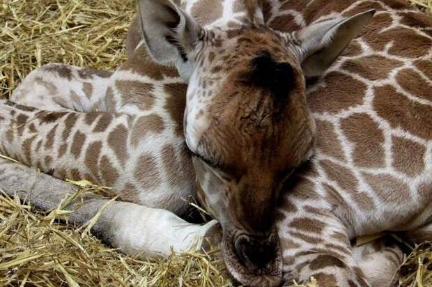 Как спят жирафы  (фото).  Сколько и где спит жираф