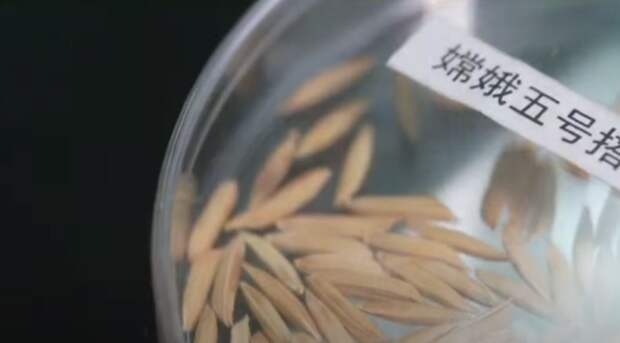 В Китае прорастили рис, побывавший на лунной орбите