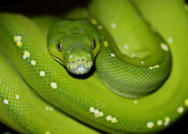 В Австралии обитает 140 видов наземных змей и 32 вида морских австралия, змея