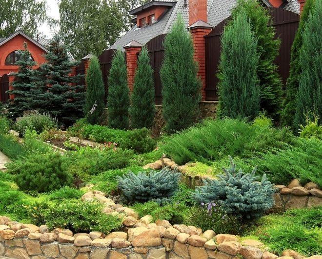Хвойные растения для сада: выбираем самые неприхотливые культуры (65 фото)