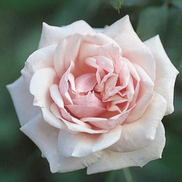 роза Маршал Ниэль фото, разновидности роз, уход за розой