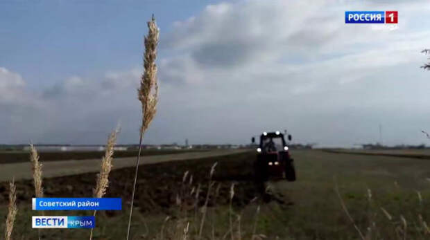 В Советском районе Крыма фермеры увеличивают площади под картофель и другие овощи из борщевого набора за счёт господдержки