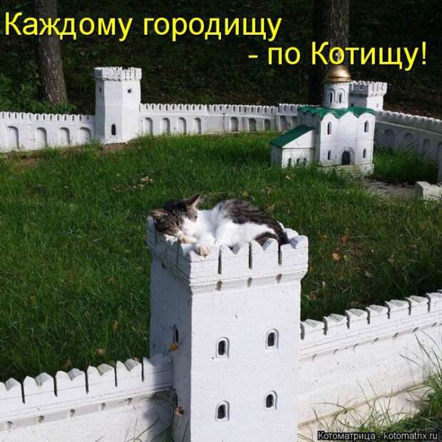 Лучшие котоматрицы недели (50 фото)