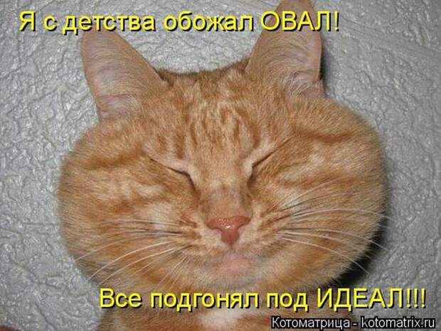 Лучшие котоматрицы недели (50 фото)