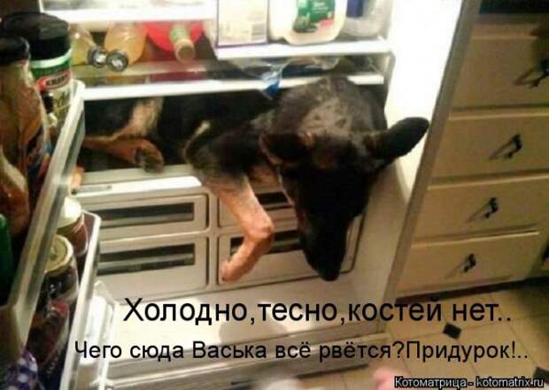 Лучшие котоматрицы недели (50 фото)